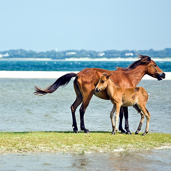 Outer Banks, North Carolina Wild Horses